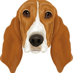 Basset-Hound