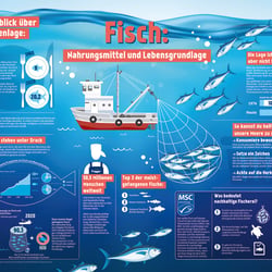 Infografiken für ein Poster über den Fischfang. Marine Stewardship Council