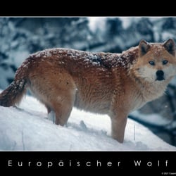 Europäische Wolf