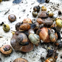 Snailtrail