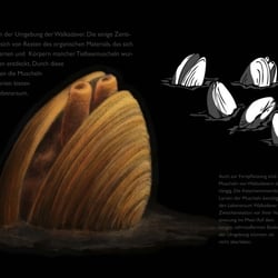 Muscheln