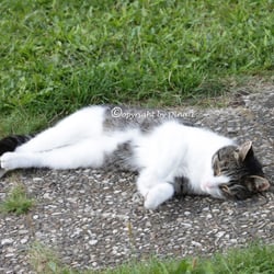 CAT AUG. 2014