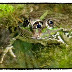 Rana esculenta mutatio kesslergrubiensis