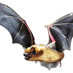 Erlebniskarte Brandenburg – Fledermaus