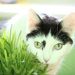 Bastet the Cat 2012 Teil 04