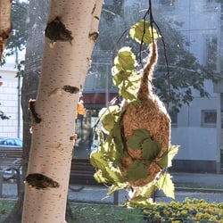 Beutelmeisen Nest