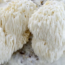 Hericium