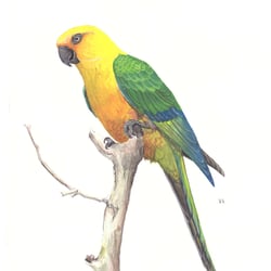 Vogelillustrationen