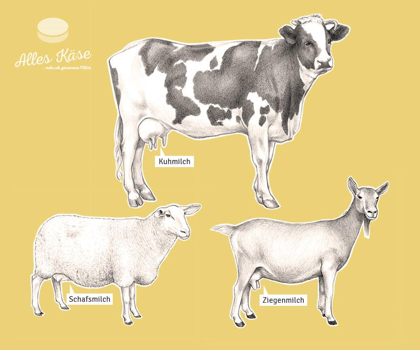Alles Käse – mehr als geronnene Milch