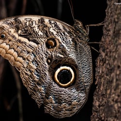 Nymphalidae