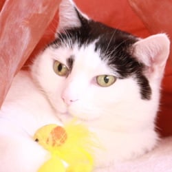 Bastet the Cat 2012 Teil 02