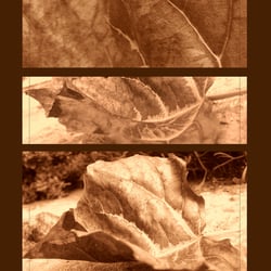 autumn 04