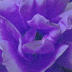 RoseIV
