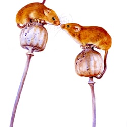 Mäusepärchen in Aquarell