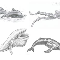 Bleistift illustration