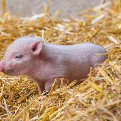 Tiere