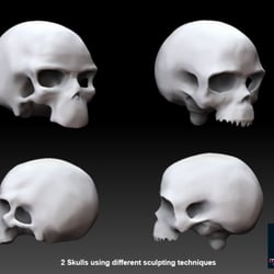 2 skulls