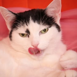 Bella Cat Photography 2012