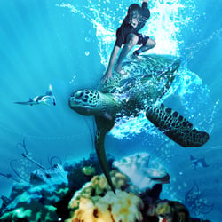 Turtle Ride