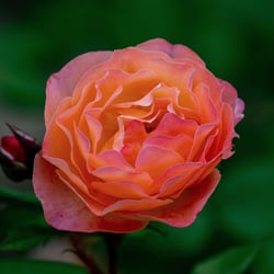 Lady Emma Hamilton