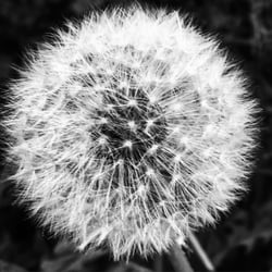 Dandelion