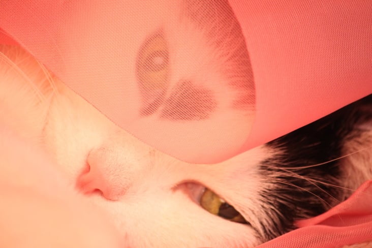 Bastet the Cat 2012 Teil 03