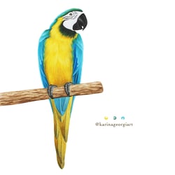 Papagayo