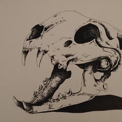 Skull