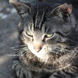 Cat Juli 2014 © by Dina.T