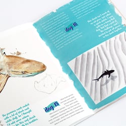 Buch im Eigenverlag – A Shark A Day – Zeichnungen und Informationen über Haie