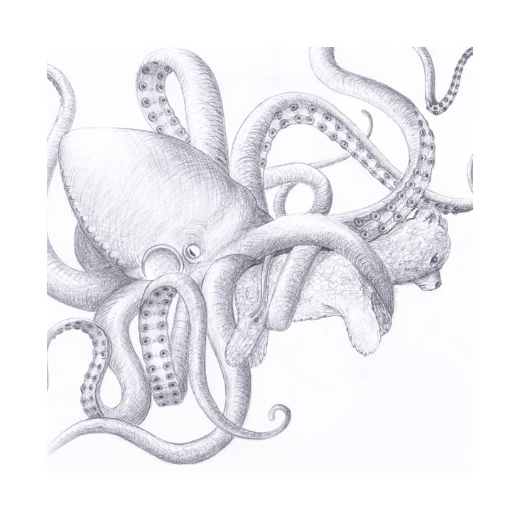 Kraken (Bleistift)