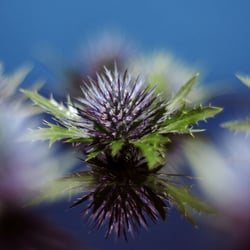 Distel
