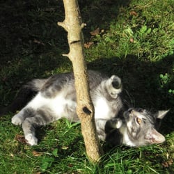 Cats Photography 2012