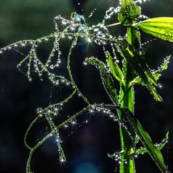 Bohnenkraut nach Regen