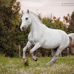 Deutsches Reitpony