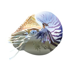 Nautilus