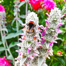 wollziest bumblebee04