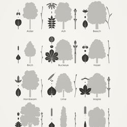 Identification Chart European Foliage Trees