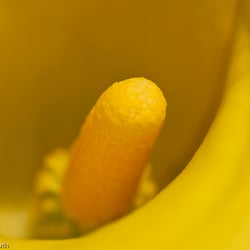 Blumenbild (5 von 60)