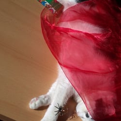 Bastet Experience in RED