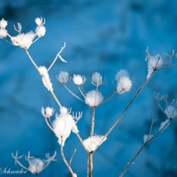 Winter 2012