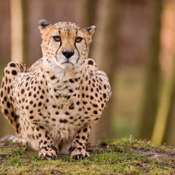 Gepard