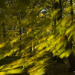 Herbstlaub bewegt sich im Wind