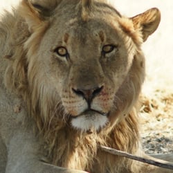 Löwe im Etosha NP