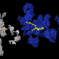 Ein Spliceosom aus der Hefe: Gelb: zu spleißende RNA, weiss: RNA, blau: Protein