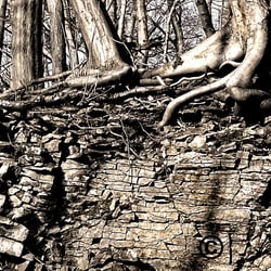 Bloody Roots