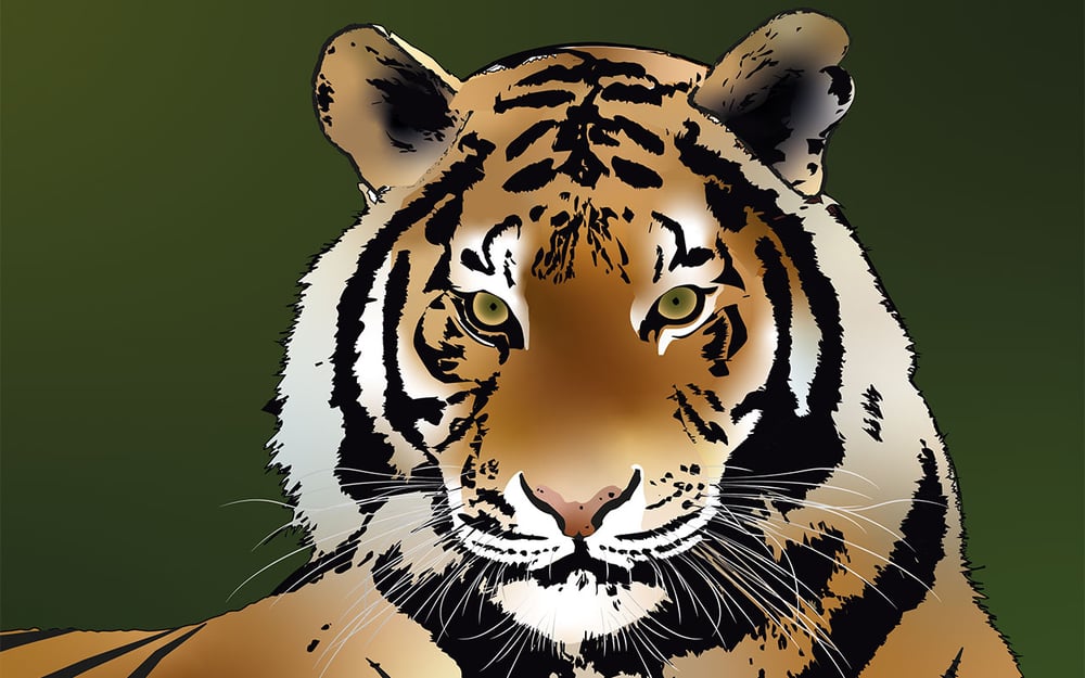Siberian Tiger