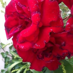 Natur 2012 Blumen Rosen