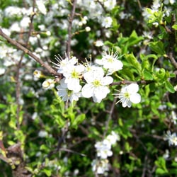 Blüten