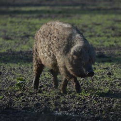Wollschwein